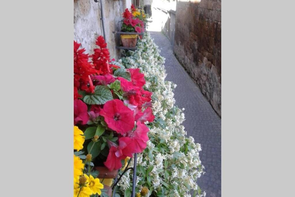 Il Gelsomino Di Isia Villa Orvieto Eksteriør billede